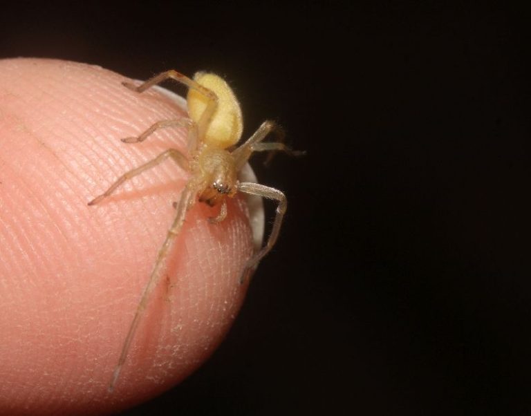 10 Common California Spiders That Might Be Nesting In Your Home ...