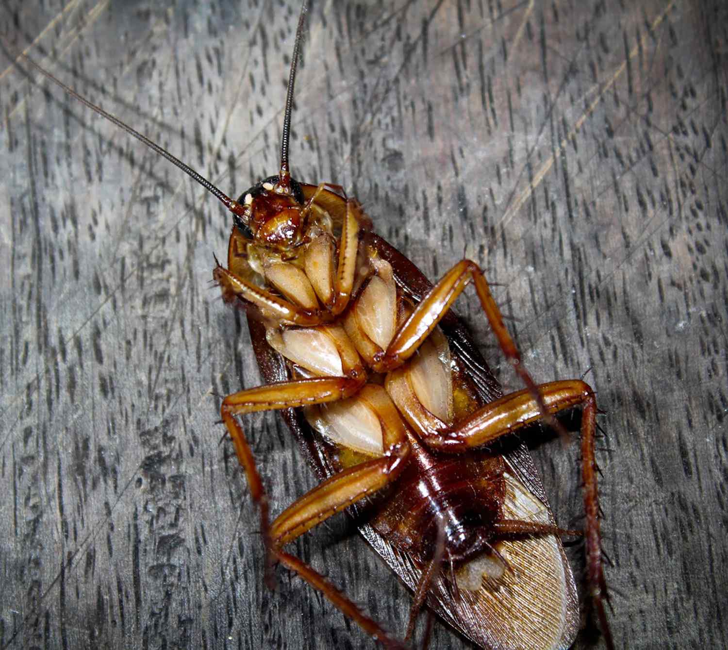 Dead Cockroaches