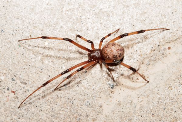 10 Common California Spiders That Might