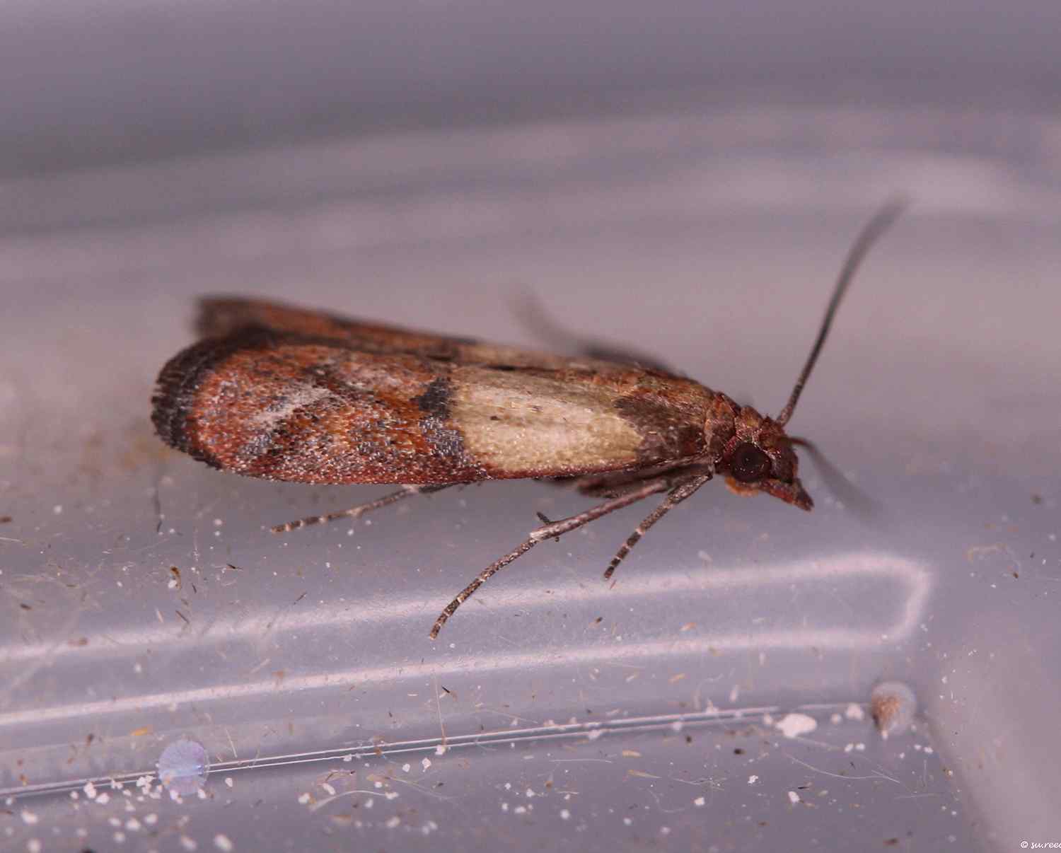 Pantry Moths - Pest Information  Critter Ridders Pest Extermination