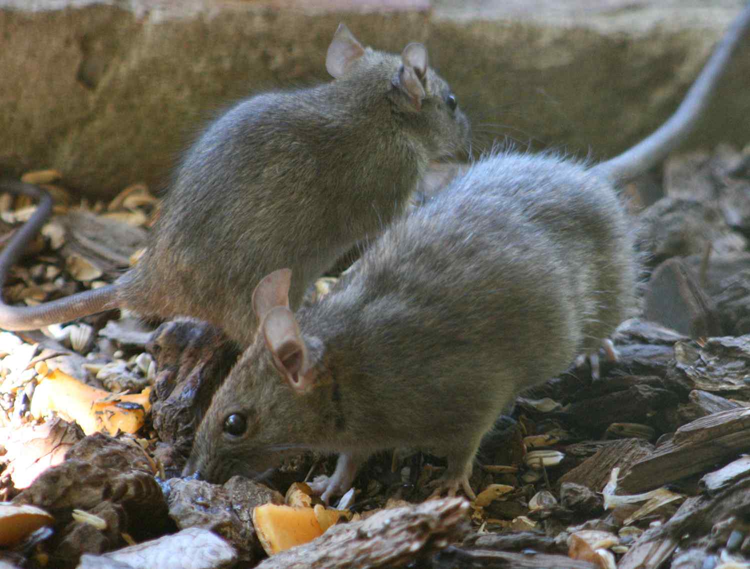 rat-control-and-extermination-sacramento
