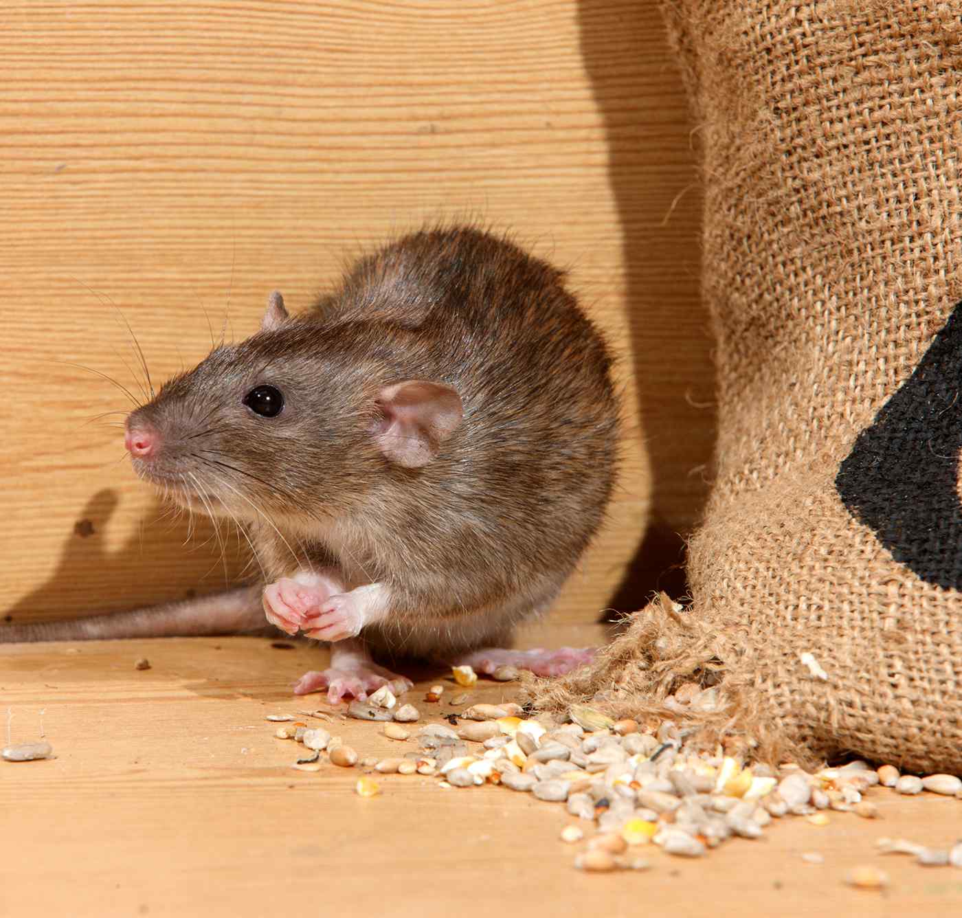 How To Get Rid Of Rats Or Other Rodents In Your Attic - The Bug Master Pest  Control and Disinfecting