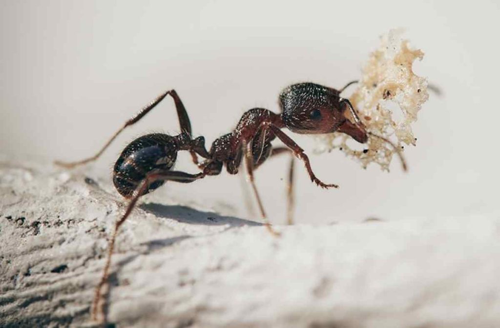stop ants