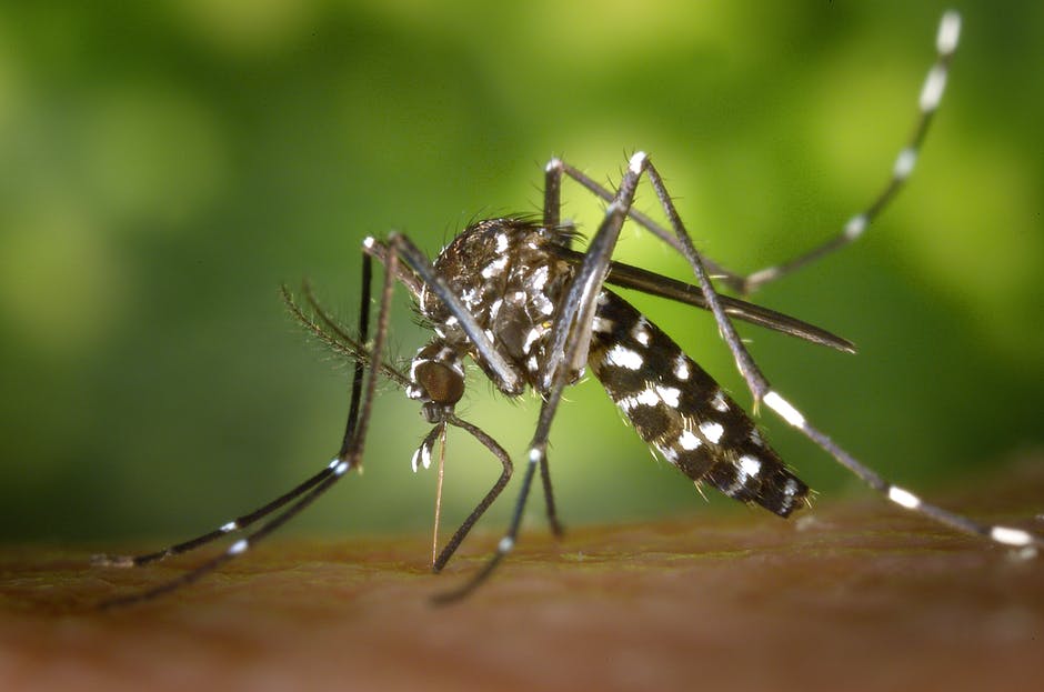 WHAT IS THE ASIAN TIGER MOSQUITO?