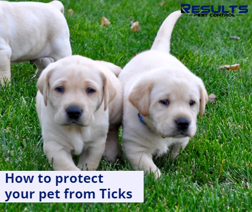 how to protect your pet from ticks