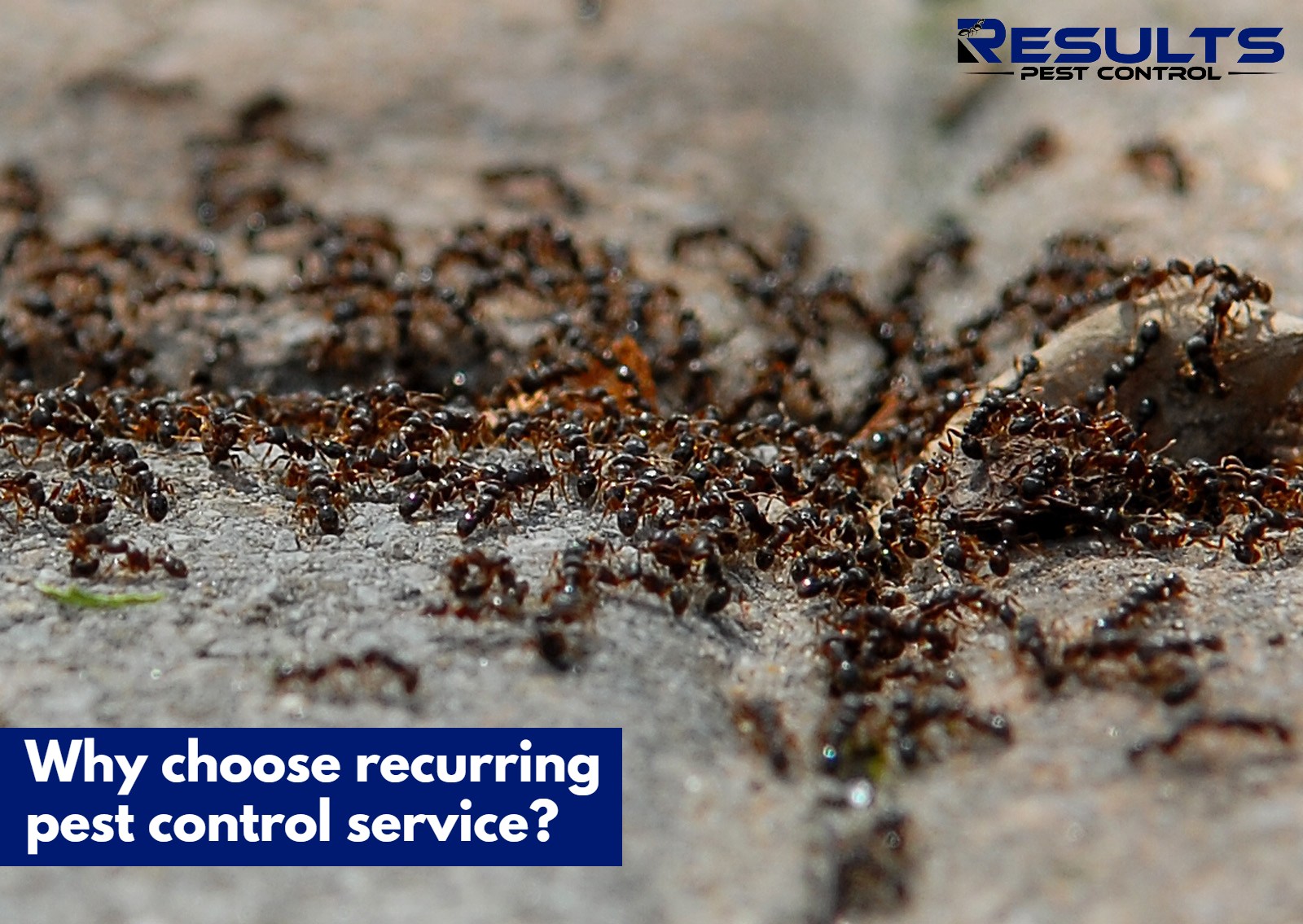 recurring-pest-control-services