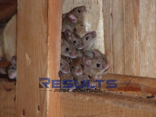 Rodent Control & Removal Services