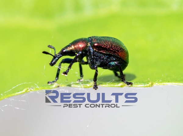 How to Get Rid of Weevils in Pantries and Cupboards